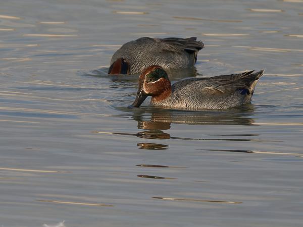 <h3>Anas crecca / Eurasian teal / Wintertaling</h3>OM-1 Mark II with OLYMPUS M.150-400mm F4.5 TC, 1/2000 sec at F5.6, ISO 400, distance 47.0 m
